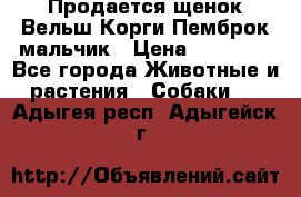 Продается щенок Вельш Корги Пемброк мальчик › Цена ­ 65 000 - Все города Животные и растения » Собаки   . Адыгея респ.,Адыгейск г.